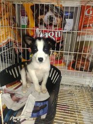 Filhote Borde Collie