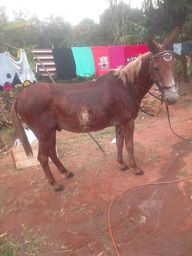 Vendo ou fa�o rolo