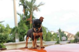 Pinscher oferecemos suporte veterin�rio exclusivo !