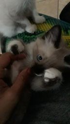 Gata siamesa