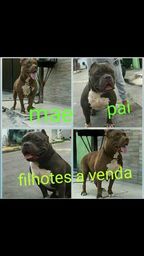 Filhotes a venda so 1.300$