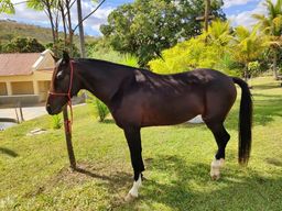 Cavalo manga larga