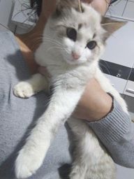 Doa-se gata e filhote castrados