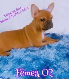 Título do anúncio: Bulldog francês FÊMEA cor Fulvo de genética TOP. Pagto em até 12x
