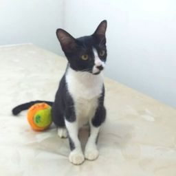 Título do anúncio: Linda gatinha fêmea, 5 meses, para doação (adoção responsável)