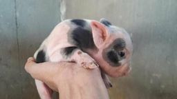Vendo filhotes de porcos