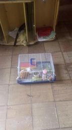 Porquinho da �ndia femea
