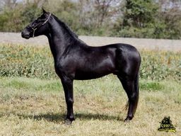 Cavalo marcha picada preto extra de sela