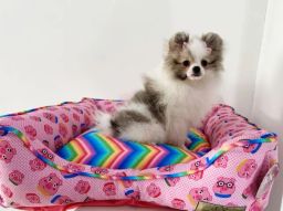 https://img.olx.com.br/thumbs256x256/42/421416785680016.jpg