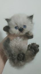 https://img.olx.com.br/thumbs256x256/42/424587646388474.jpg