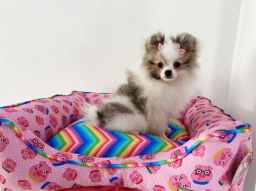 https://img.olx.com.br/thumbs256x256/42/425435303828007.jpg