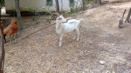 https://img.olx.com.br/thumbs256x256/42/425577750581376.jpg
