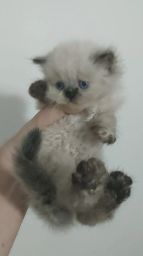 https://img.olx.com.br/thumbs256x256/43/435592407775369.jpg