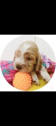 https://img.olx.com.br/thumbs256x256/44/442590038907922.jpg