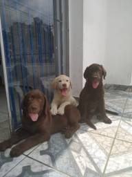 Título do anúncio: Labrador Europeu disponíveis machos e fêmeas