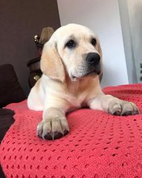 Título do anúncio: Labrador lindos, presenteie quem você ama 11972-727-778