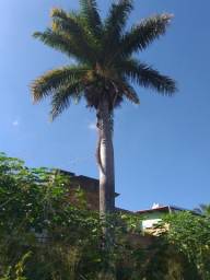 Título do anúncio: Palmeira imperial maravilhosa