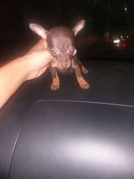 Aqui tem companhia pinscher 