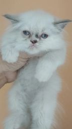 https://img.olx.com.br/thumbs256x256/46/469546646310083.jpg