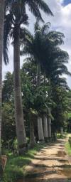Título do anúncio: Vendo palmeiras imperiais de grande porte