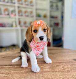 Título do anúncio: Femea Beagle filhote 60 dias