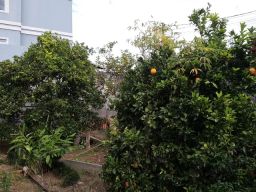 https://img.olx.com.br/thumbs256x256/48/481307429645104.jpg