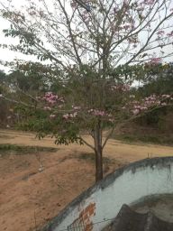 https://img.olx.com.br/thumbs256x256/48/482522638169742.jpg