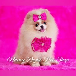 Título do anúncio: Spitz alemão anão fêmea de qualidade, fotos originais / Namu Royal Pet Shop 