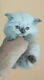 https://img.olx.com.br/thumbs256x256/48/489562043256614.jpg