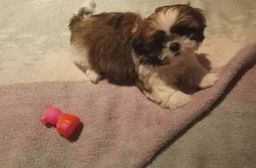 Mascote invejável shih tzu 