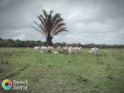 Título do anúncio: Fazenda 675 hectares terra pra gado próximo de Bragança-PA por R$3.260 o hectare