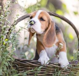 Título do anúncio: Filhotes de Beagle Adoráveis