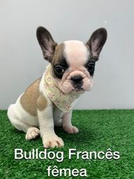 Título do anúncio: Bulldog francês