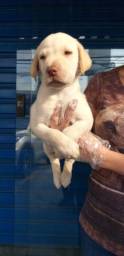 Título do anúncio: Labrador filhotes a pronta entrega, info whats