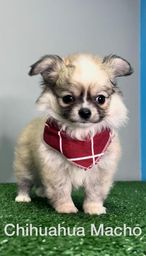 Título do anúncio: Chihuahua