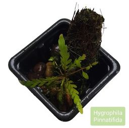 Título do anúncio: Hygrophila Pinnatifida Linda  Planta  Natural Aquario Plantado p/tronco ou Pedra