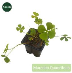 Título do anúncio: Marsilea Quadrifolia Planta Carpete Aquario Plantado