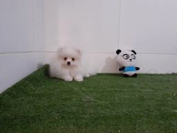 https://img.olx.com.br/thumbs256x256/52/520428549943689.jpg