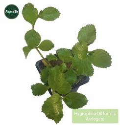 Título do anúncio: Hygrophila Difformis Variegata Linda  Planta Natural Aquário Plantado