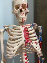 Título do anúncio: Esqueleto anatômico para anatomia