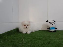 https://img.olx.com.br/thumbs256x256/52/528411068788786.jpg