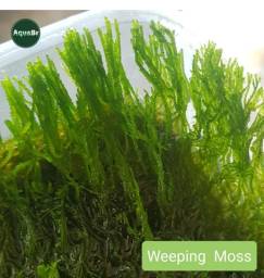 Título do anúncio: Musgo Weeping Moss Linda  Planta Aquário Plantado para Troncos Rocas