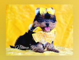Título do anúncio: Yorkshire mini linda bebê fêmea, fotos reais - Namu Royal Pet Shop 