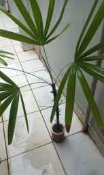 https://img.olx.com.br/thumbs256x256/53/534558281757650.jpg