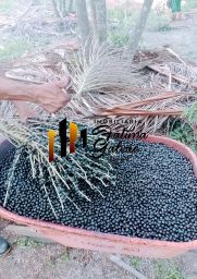 https://img.olx.com.br/thumbs256x256/53/535521041196424.jpg