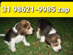 Título do anúncio: Beagle Mini Filhotes Tricolores 