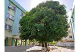 https://img.olx.com.br/thumbs256x256/53/539575167934201.jpg