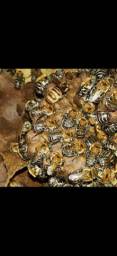 Título do anúncio: Extrato de Própolis de abelhas urucu