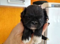 Linda neguinha pra você shih tzu 