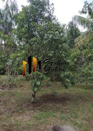 https://img.olx.com.br/thumbs256x256/54/542595888072635.jpg